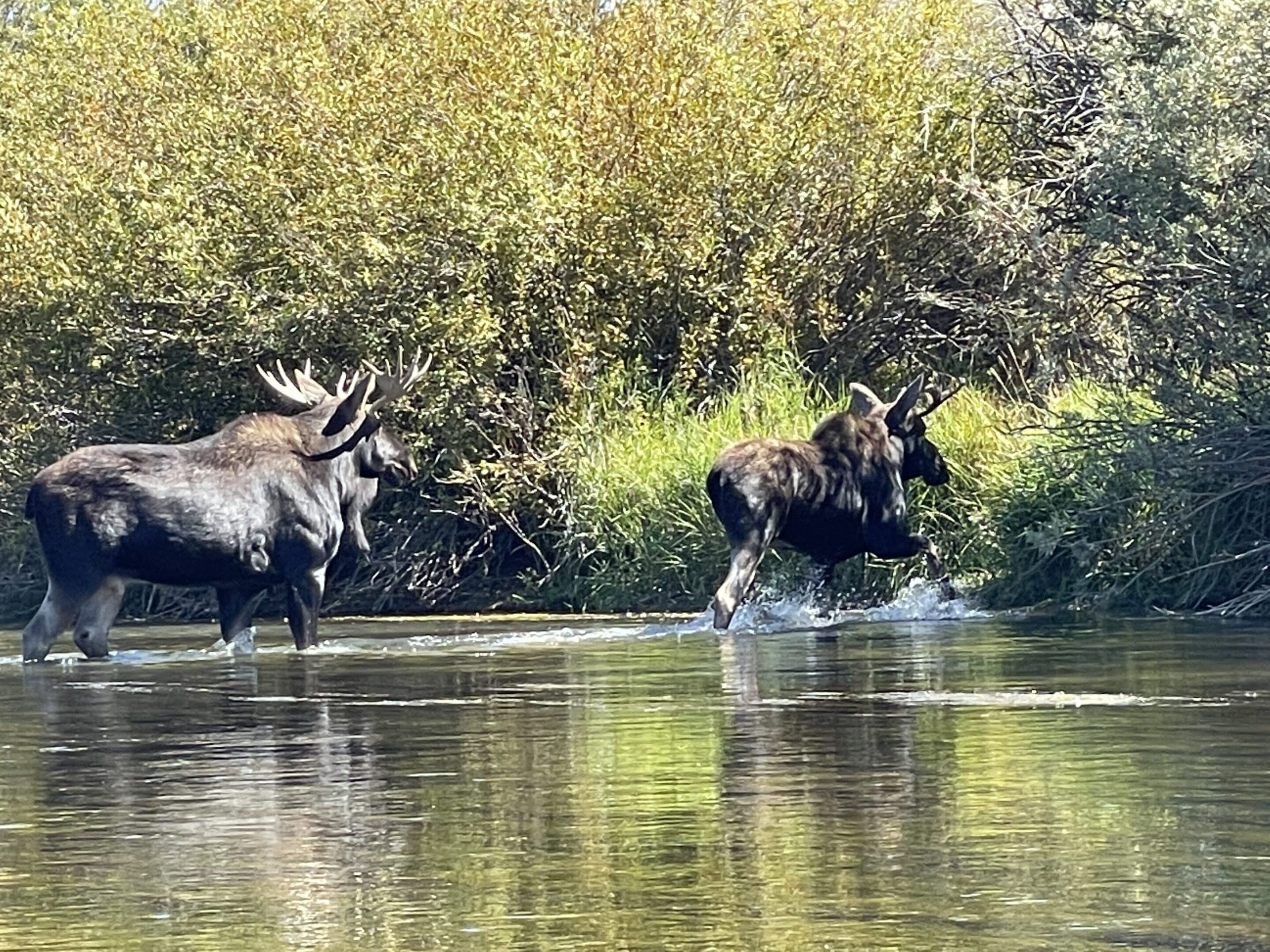 Two moose wading through a calm river surrounded by greenery.