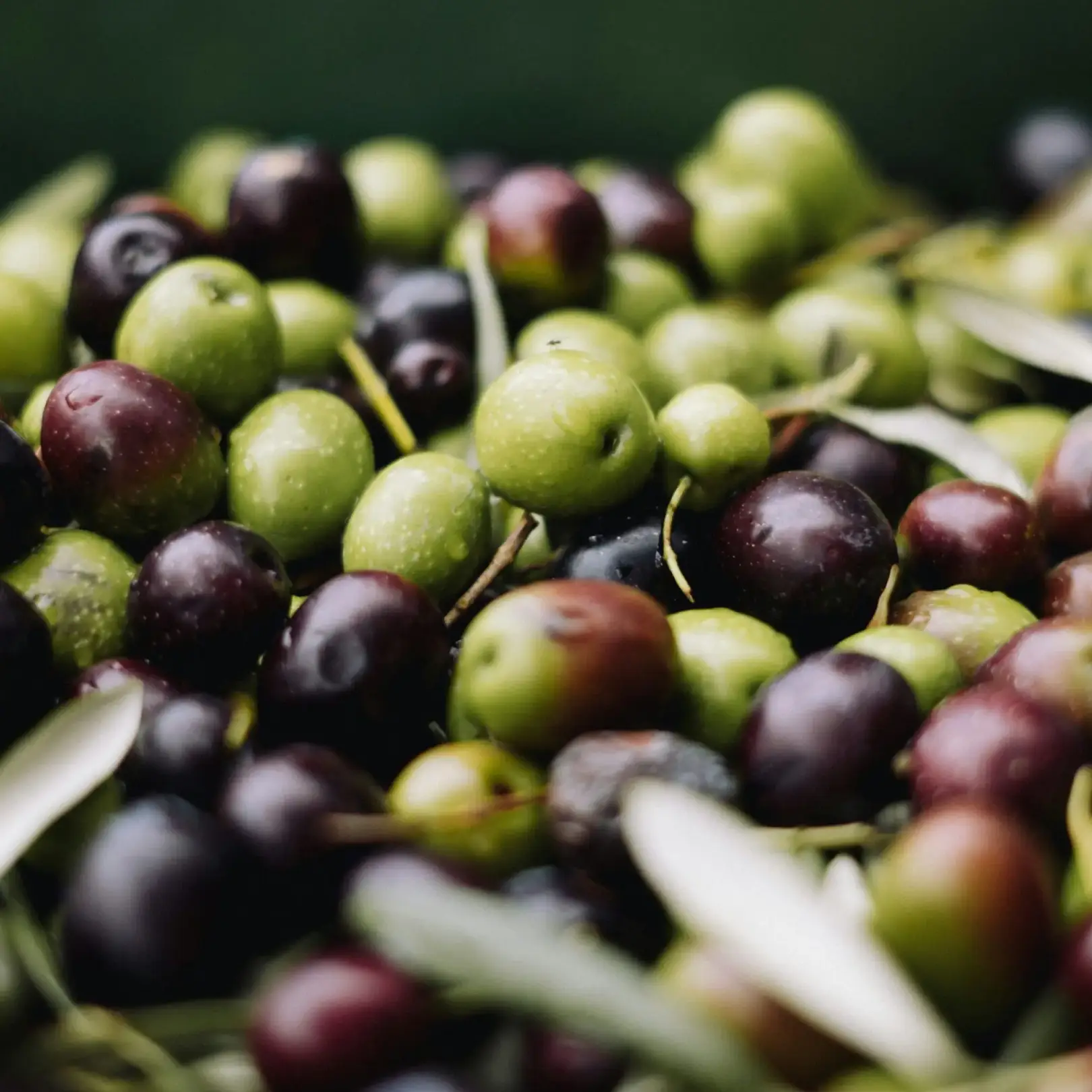 Close-up of fresh green and black olives with leaves.